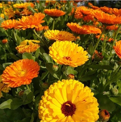 14 flores amarelas e alaranjadas de calendula Pinterest