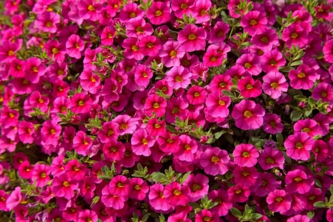 14 flores pink de calibrachoa Pinterest