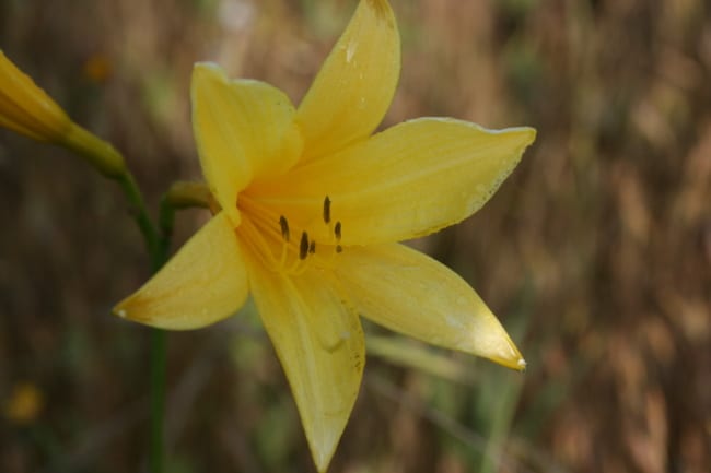 15 flor amarela de lirio de dia Woottens Plants