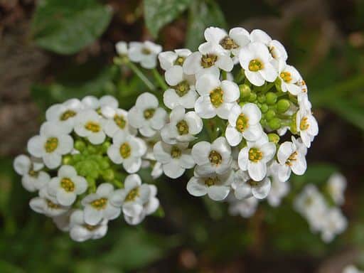 15 flor de mel branca Jardim Cor