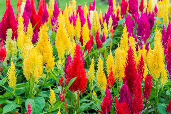15 flores coloridas no jardim Pinterest