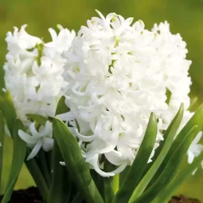16 flores brancas de Jacinto Flipkart