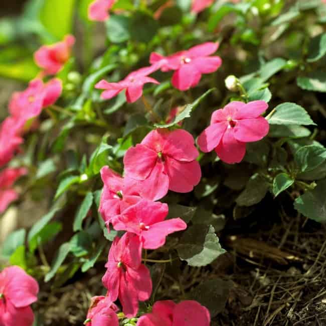 16 flores cor de rosa de impatiens Better Homes Gardens