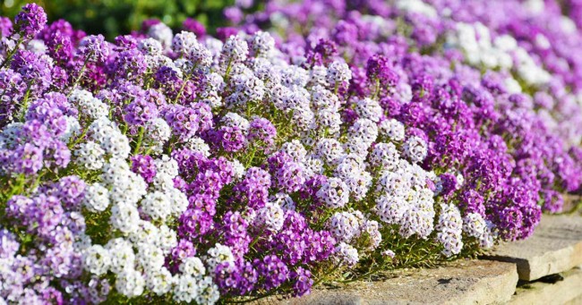 16 flores de alisso paisagismo Gardeners Path