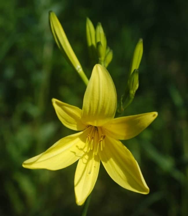 17 flor amarela lirio de dia Wikipedia