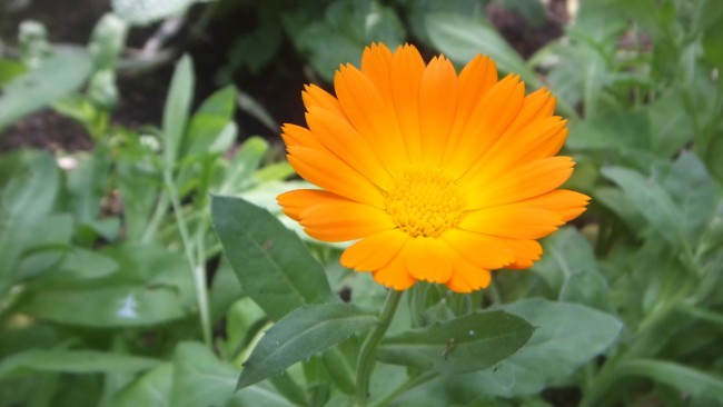 17 flor de calendula Wikimedia Commons
