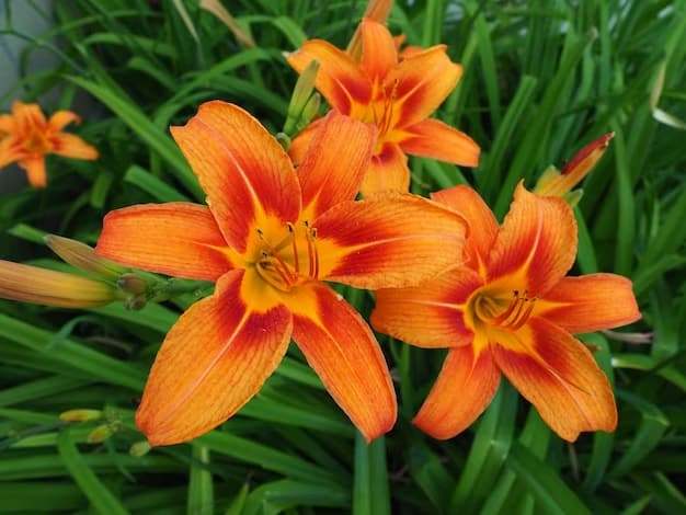 2 flor hemerocale laranja Freepik