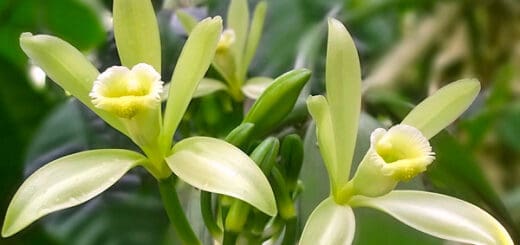 2 flores orquidea baunilha Flores e Folhagens
