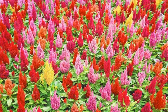 20 flores coloridas celosia plumosa Vecteezy
