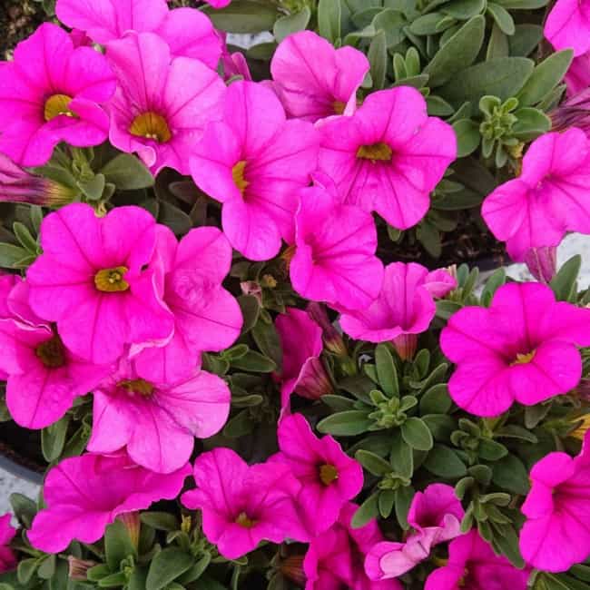 20 flores pink Lundagers Gartneri