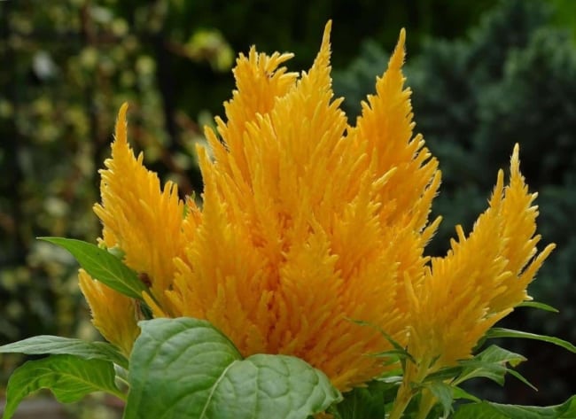21 flor amarela de cerosia plumosa Jardineria On
