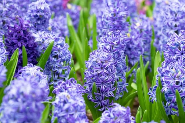 22 flores de jacinto lilas MyDomaine