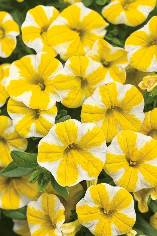 23 flores de calibrachoa amarela e branca Pinterest