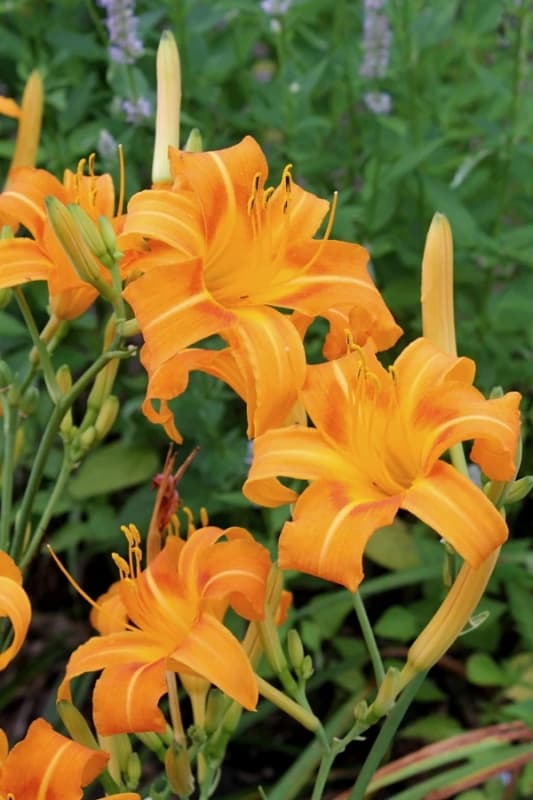 23 flores de lirio de dia laranja Plant Delights Nursery