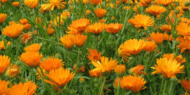 24 flores alaranjadas de calendula Pinterest