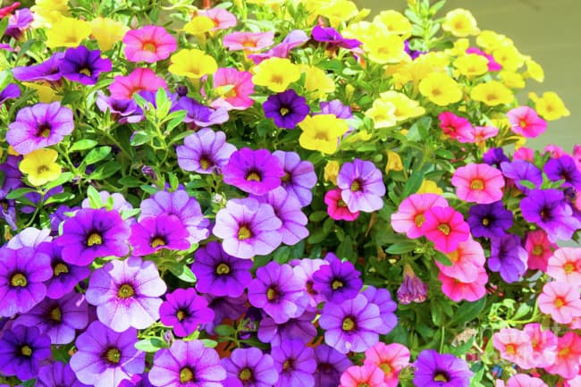 24 flores coloridas Pixels