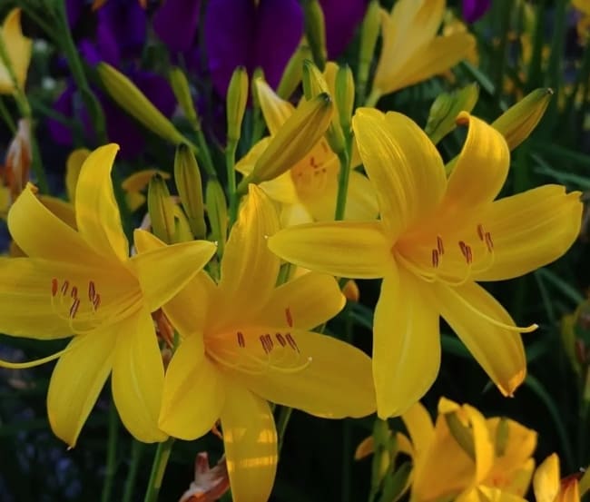 24 flores de hemerocale amarelo Xera Plants