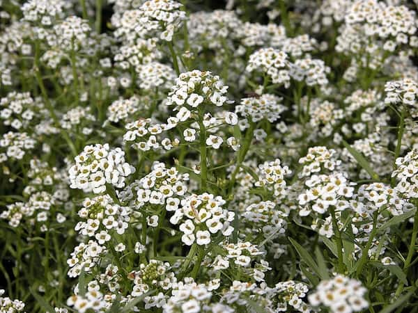 25 flor branca e delicada Pinterest