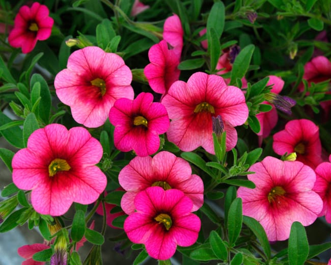 25 flores cor de rosa de calibrachoa GardensOnline