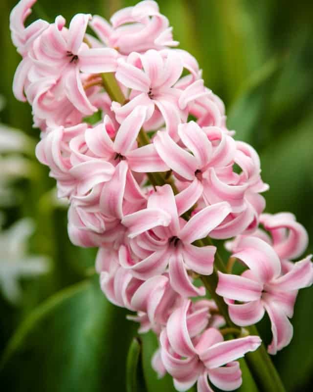 25 flores rosa claro de Jacinto Flower Meanings
