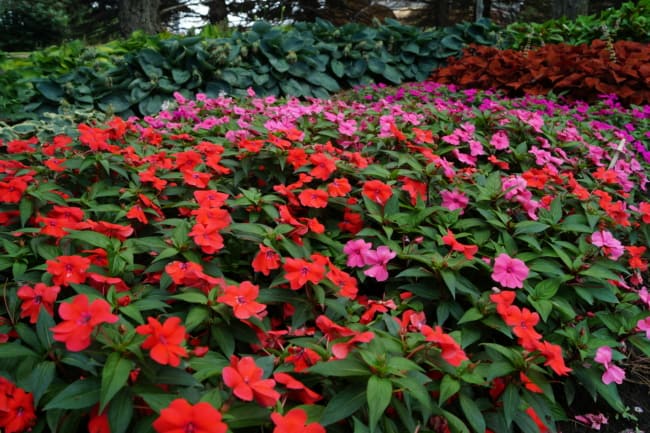 25 jardim com flores impatiens University of Minnesota Extension