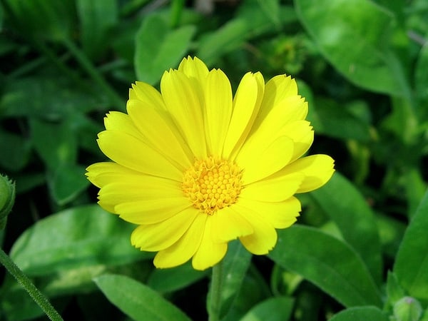 26 flor de calendula amarela Pinterest