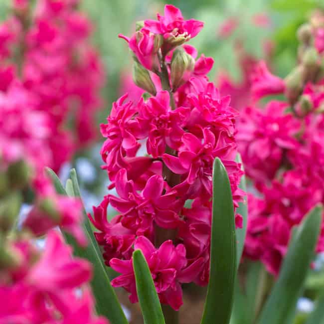 27 flor Jacinto pink Mirror Garden Offers