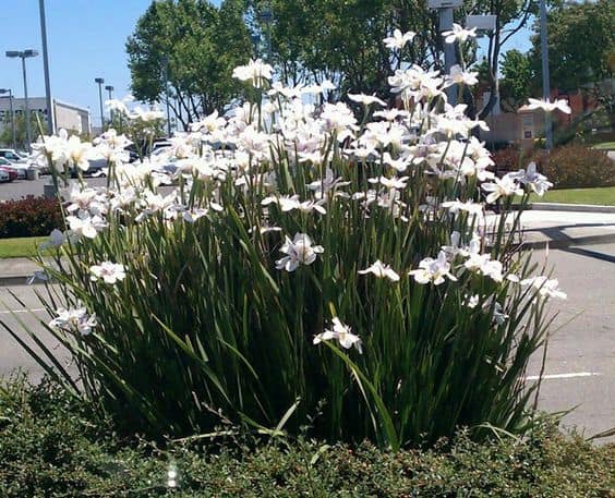 27 planta moreia com flores brancas Pinterest