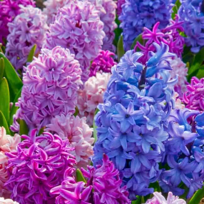28 flores coloridas de Jacinto Colorblends