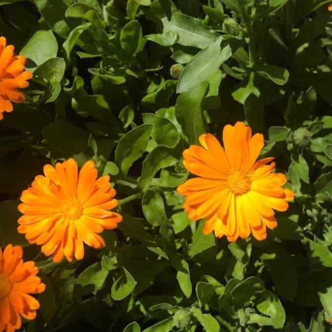 28 flores de calendula laranja PictureThis