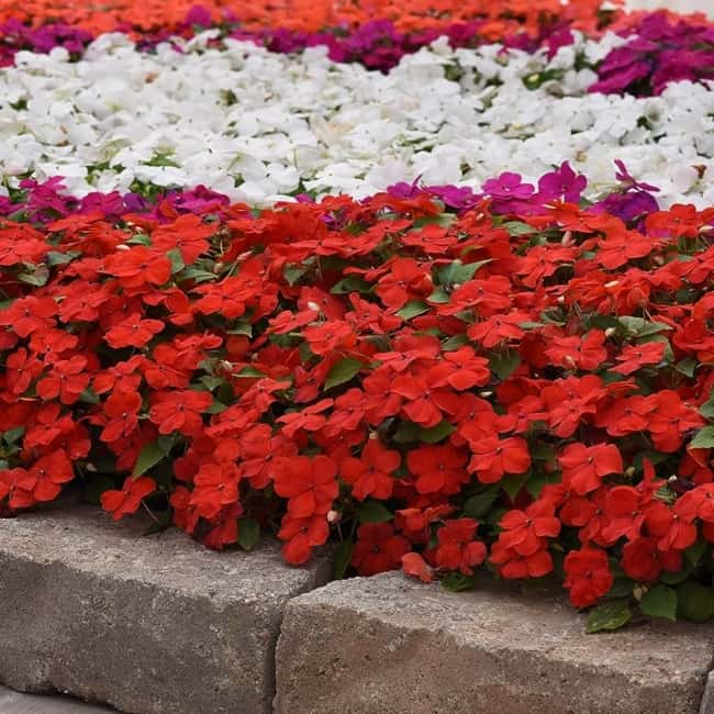 28 jardim com flores coloridas Pinterest