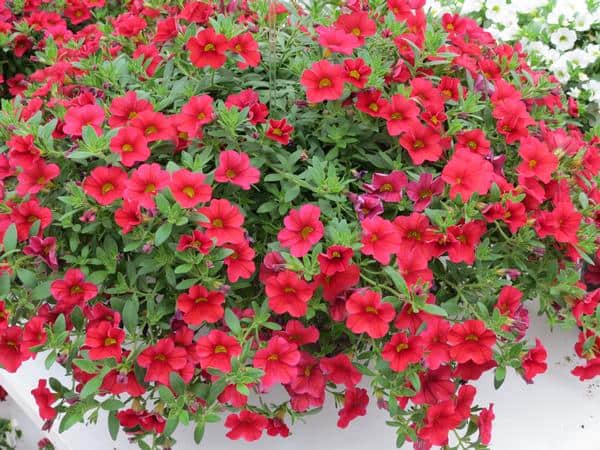 29 flores de calibrachoa vermelha Lucas Greenhouse