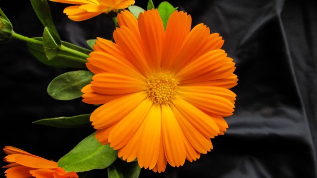 3 flor laranja calendula Pixabay