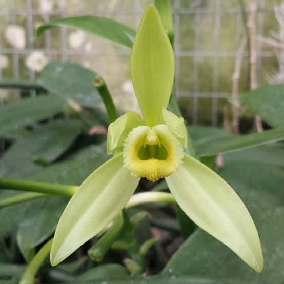 3 flor orquidea baunilha Click Orchid
