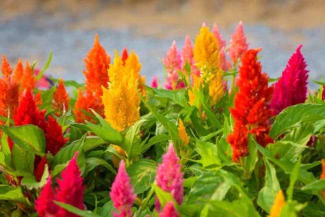 30 cores de flores celosia plumosa Home Stratosphere