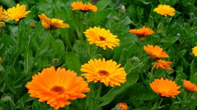 30 flores amarelas e laranja Pinterest