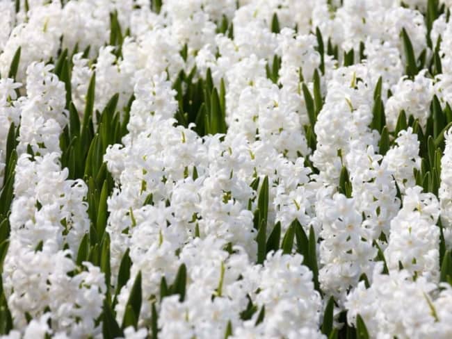 32 flores brancas de Jacinto Nature Garden