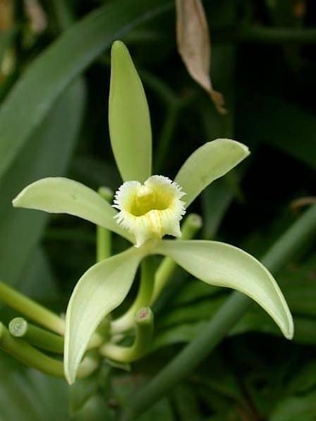 4 orquidea baunilha Growables