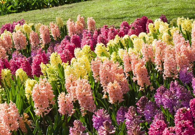 40 jardim com flor Jacinto Pinterest