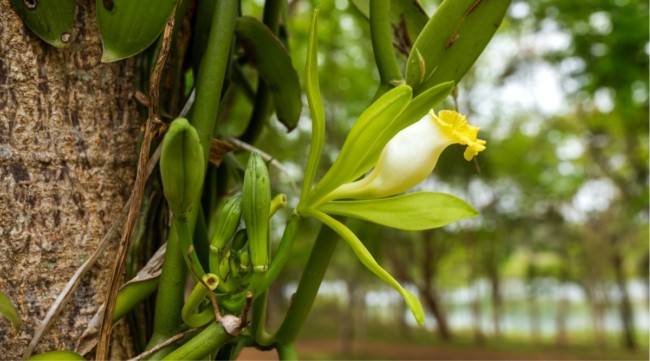 5 cultivo de orquidea baunilha All About Gardening