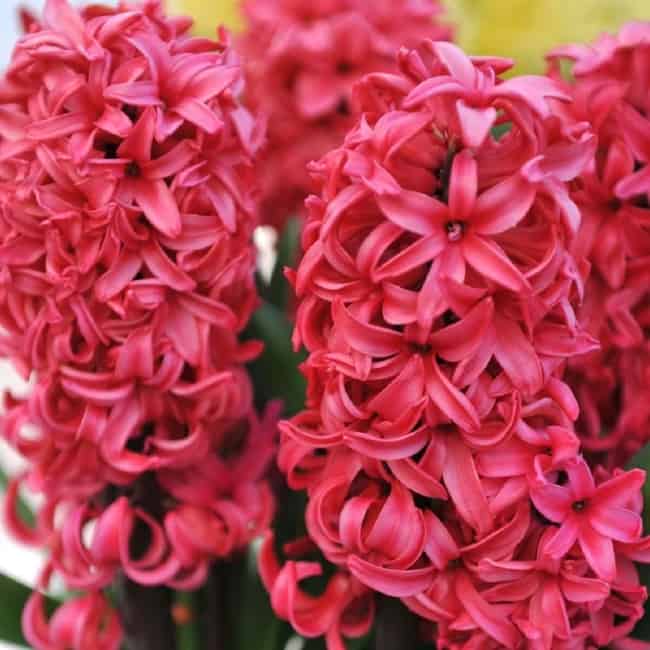 5 flor jacinto vermelha Secret Garden