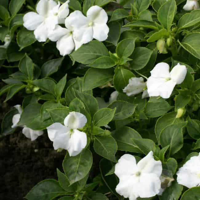 5 maria sem vergonha com flores brancas Outsidepride