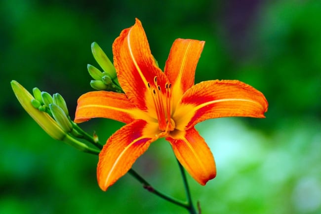 6 flor de hemerocallis laranja Escola de Botanica