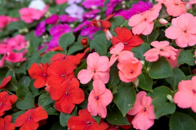 6 flores coloridas maria sem vergonha Gardeners World