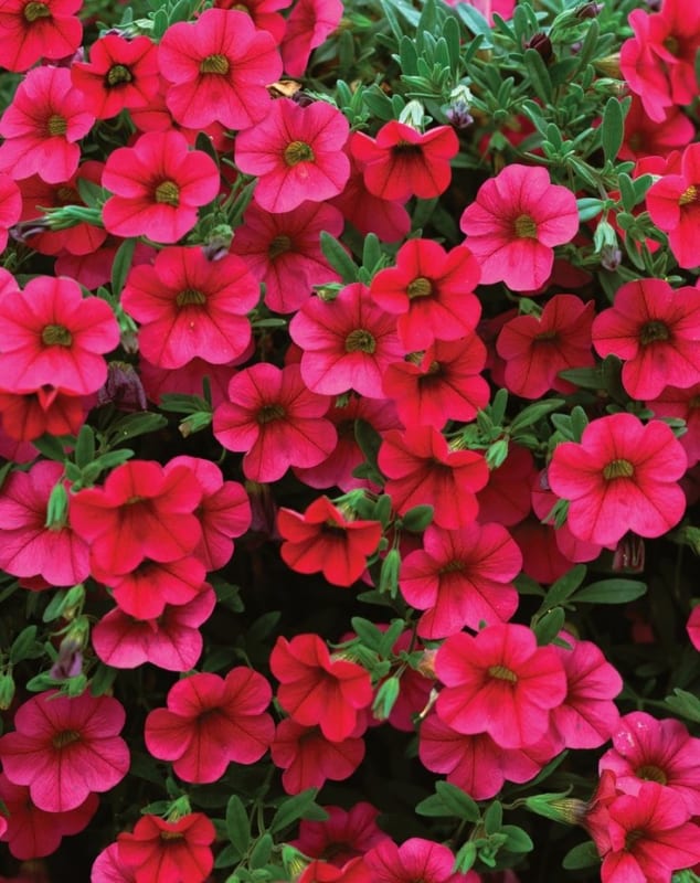 6 flores de calibrachoa Pinterest