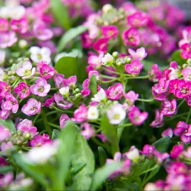 6 flores delicadas de alisso Ole Lantanas Seed Store