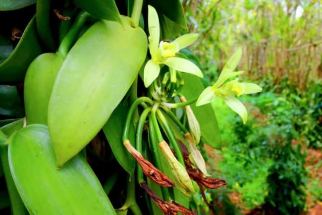 7 como cuidar de orquidea baunilha Gulley Greenhouse