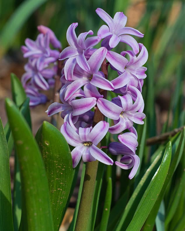 7 flor Jacinto lilas Carolina Country