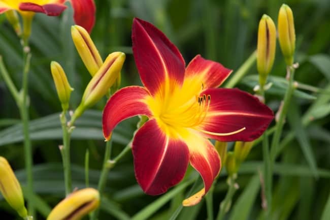 7 flor de lirio de dia Gardeners World