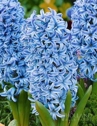8 flor Jacinto azul Holland Bulb Farms